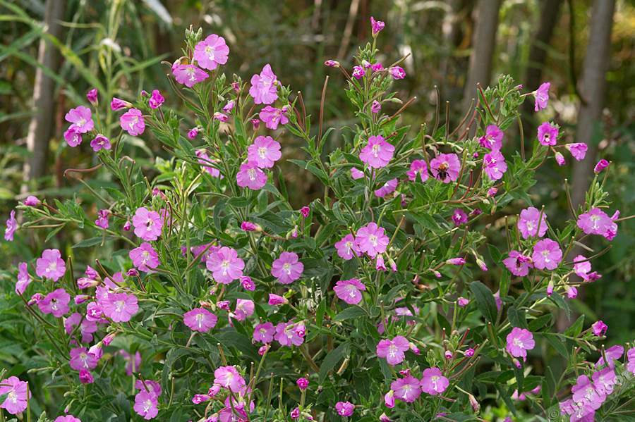 Anusdan banan Eshakda uxlash